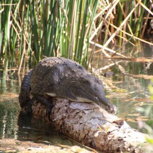 Sunbathing ... Freshwater crocodile-style! - Karen Castiglioni