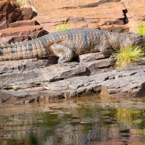 Ord River critter